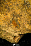 30353 - Top Rare 0.43 Inch Harpidella misera Silurian Trilobite - Czech Republic
