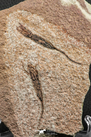 07202 -  Wide 2.80 Inch Eocrinoid (Ascocystites) Plate - Lower Ordovician