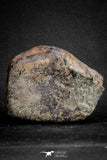 20096 - Huge Fully Complete NWA L-H Type Unclassified Ordinary Chondrite Meteorite 1133g