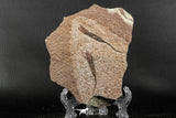 07202 -  Wide 2.80 Inch Eocrinoid (Ascocystites) Plate - Lower Ordovician