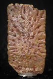 05418 - Top Beautiful 1.13 Inch Nice Cretaceous Crocodile Dermal Scute Bone KemKem