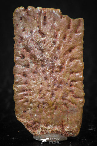 05418 - Top Beautiful 1.13 Inch Nice Cretaceous Crocodile Dermal Scute Bone KemKem