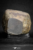 20096 - Huge Fully Complete NWA L-H Type Unclassified Ordinary Chondrite Meteorite 1133g