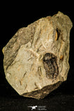 30354 - Well Preserved 0.83 Inch Proetus granulosus Devonian Trilobite - France