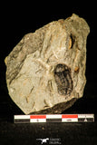 30354 - Well Preserved 0.83 Inch Proetus granulosus Devonian Trilobite - France