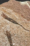 07202 -  Wide 2.80 Inch Eocrinoid (Ascocystites) Plate - Lower Ordovician