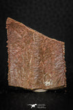 05419 - Top Beautiful 1.48 Inch Nice Cretaceous Crocodile Dermal Scute Bone KemKem