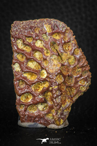 05420 - Top Beautiful 2.03 Inch Nice Cretaceous Crocodile Dermal Scute Bone KemKem