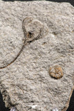 07203 -  Top Rare Associated Ordovician Crinoid and Edrioasteroid (Spinadiscus)