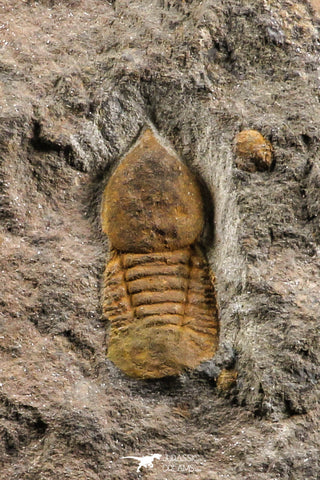 07204 - Top Rare Association  Symphysops sp + Prionocheilus sp Upper Ordovician Trilobites