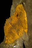 30355 - Top Rare 1.60 Inch Asteropyge sp Devonian Trilobite - Morocco