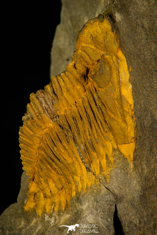 30355 - Top Rare 1.60 Inch Asteropyge sp Devonian Trilobite - Morocco