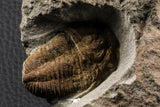 07204 - Top Rare Association  Symphysops sp + Prionocheilus sp Upper Ordovician Trilobites