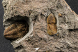 07204 - Top Rare Association  Symphysops sp + Prionocheilus sp Upper Ordovician Trilobites
