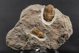 07204 - Top Rare Association  Symphysops sp + Prionocheilus sp Upper Ordovician Trilobites