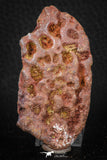 05421 - Top Beautiful 2.58 Inch Nice Cretaceous Crocodile Dermal Scute Bone KemKem