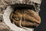 07204 - Top Rare Association  Symphysops sp + Prionocheilus sp Upper Ordovician Trilobites