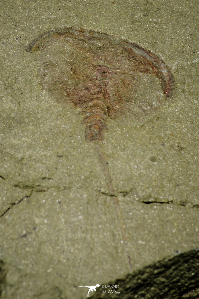 21177 - Premium Grade Soft Bodied Xiphosurid (Horseshoe Crab Ancestor) Lower Ordovician