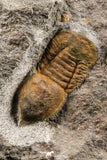 07204 - Top Rare Association  Symphysops sp + Prionocheilus sp Upper Ordovician Trilobites