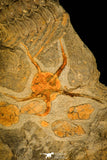 30356 - Superb Association of Selenopeltis + Ophiura + 6 Plumulites Ordovician - Morocco