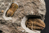 07204 - Top Rare Association  Symphysops sp + Prionocheilus sp Upper Ordovician Trilobites