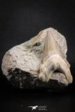 07205 - Top Huge 3.21 Inch Otodus obliquus Shark Tooth in Matrix Paleocene