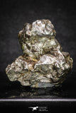20099 - Campo del Cielo Iron IAB-MG Meteorite 40.4g Argentina