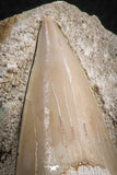 07205 - Top Huge 3.21 Inch Otodus obliquus Shark Tooth in Matrix Paleocene
