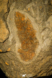 30356 - Superb Association of Selenopeltis + Ophiura + 6 Plumulites Ordovician - Morocco