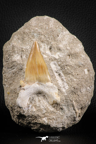 07206 - Top Huge 2.81 Inch Otodus obliquus Shark Tooth in Matrix Paleocene