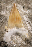 07206 - Top Huge 2.81 Inch Otodus obliquus Shark Tooth in Matrix Paleocene