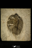 30357 - Classic New York Trilobite - Arctinurus Boltoni - Silurian