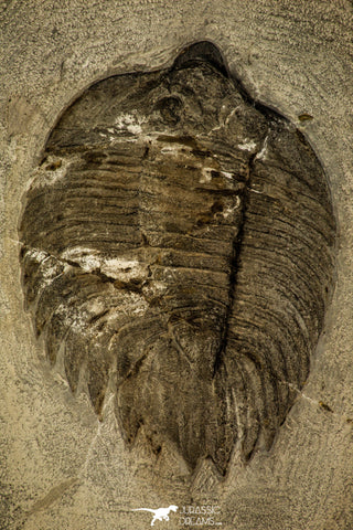 30357 - Classic New York Trilobite - Arctinurus Boltoni - Silurian