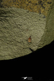 21177 - Premium Grade Soft Bodied Xiphosurid (Horseshoe Crab Ancestor) Lower Ordovician
