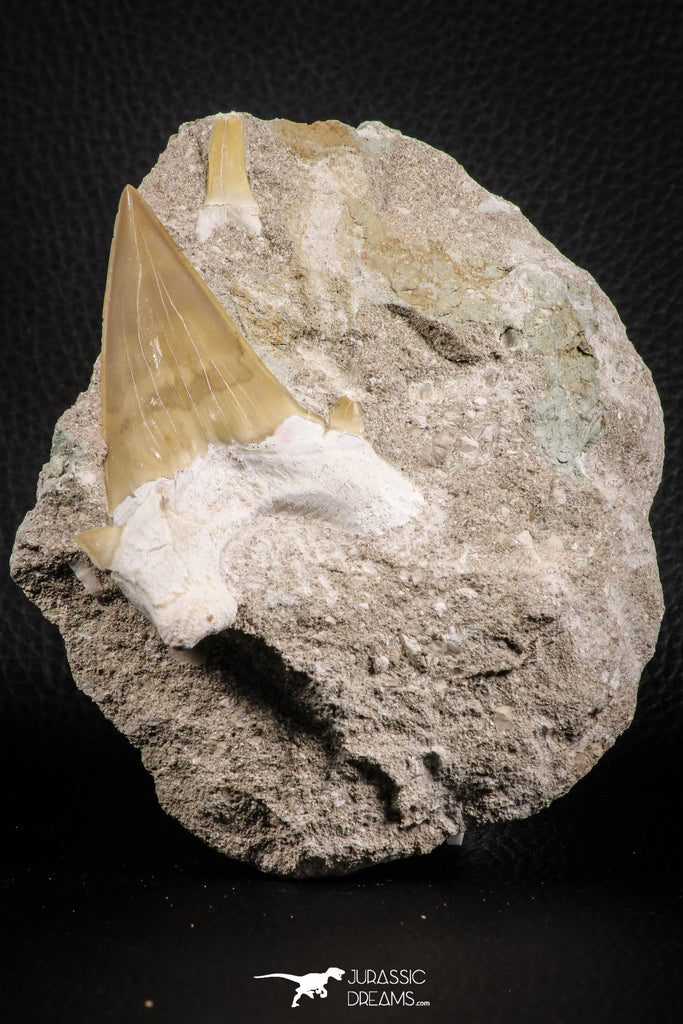 07207 - Top Huge 3.26 Inch Otodus obliquus Shark Tooth in Matrix Paleocene