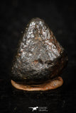 05793 - Fully Complete NWA L-H Type Unclassified Ordinary Chondrite Meteorite 4.0g