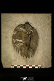 30357 - Classic New York Trilobite - Arctinurus Boltoni - Silurian