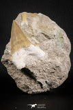 07207 - Top Huge 3.26 Inch Otodus obliquus Shark Tooth in Matrix Paleocene