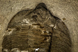 30357 - Classic New York Trilobite - Arctinurus Boltoni - Silurian