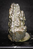 20100 - Campo del Cielo Iron IAB-MG Meteorite 38.3g Argentina