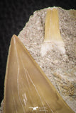 07207 - Top Huge 3.26 Inch Otodus obliquus Shark Tooth in Matrix Paleocene