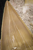 07207 - Top Huge 3.26 Inch Otodus obliquus Shark Tooth in Matrix Paleocene