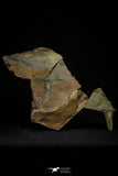 21178 - Rare Bavarilla zemmourensis Lower Ordovician Trilobite Fezouata Fm