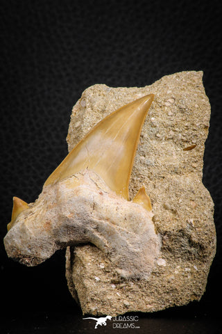 07208 - Well Preserved 2.66 Inch Otodus obliquus Shark Tooth in Matrix Paleocene