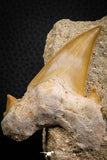 07208 - Well Preserved 2.66 Inch Otodus obliquus Shark Tooth in Matrix Paleocene