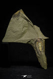 21178 - Rare Bavarilla zemmourensis Lower Ordovician Trilobite Fezouata Fm