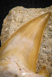 07208 - Well Preserved 2.66 Inch Otodus obliquus Shark Tooth in Matrix Paleocene
