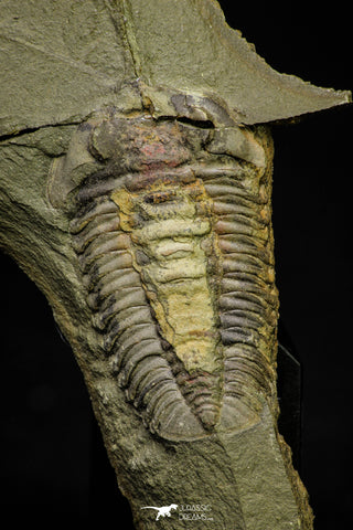 21178 - Rare Bavarilla zemmourensis Lower Ordovician Trilobite Fezouata Fm