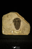 30359 - Museum Grade 1.85 Inch Altiocculus harrisi Middle Cambrian Trilobite - Utah USA