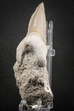 07209 - Well Preserved 3.00 Inch Otodus obliquus Shark Tooth in Matrix Paleocene